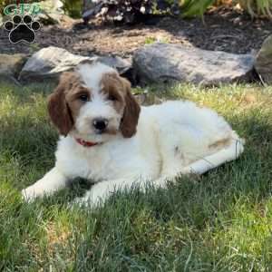 Jessica, Goldendoodle Puppy