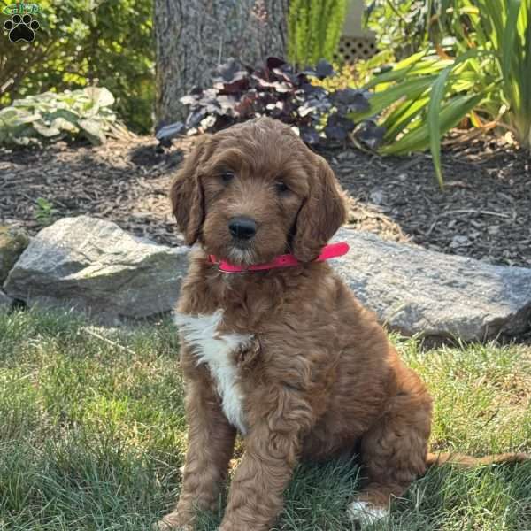 Jill, Goldendoodle Puppy