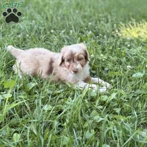 Mitsubishi, Borderdoodle Puppy