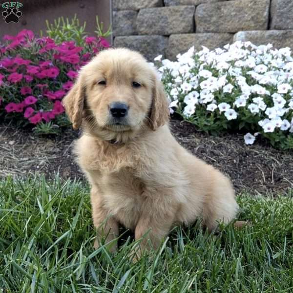 Flash, Golden Retriever Puppy