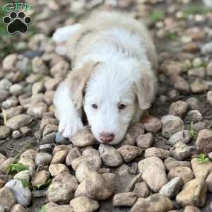 Pontiac, Borderdoodle Puppy