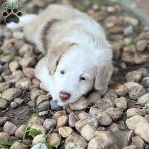 Pontiac, Borderdoodle Puppy