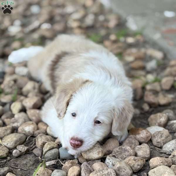 Pontiac, Borderdoodle Puppy