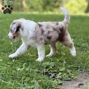 Suzuki, Borderdoodle Puppy
