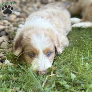 Buick, Borderdoodle Puppy