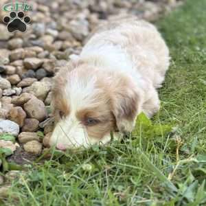 Buick, Borderdoodle Puppy