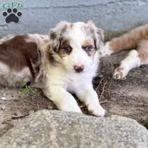Suzuki, Borderdoodle Puppy