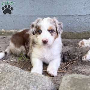 Suzuki, Borderdoodle Puppy