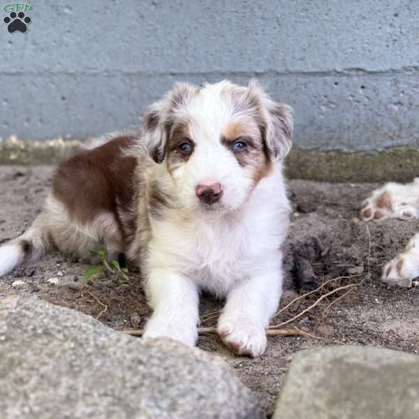 Suzuki, Borderdoodle Puppy