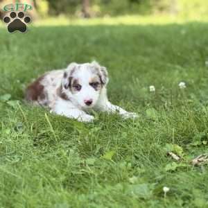 Suzuki, Borderdoodle Puppy