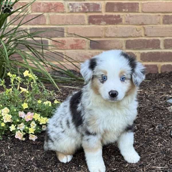 Jasper, Miniature Australian Shepherd Puppy