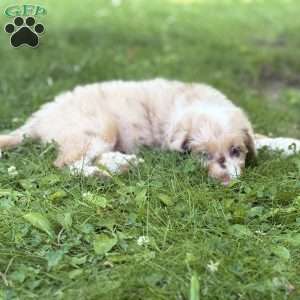 Mitsubishi, Borderdoodle Puppy