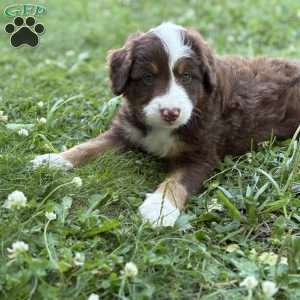 Chevrolet, Borderdoodle Puppy