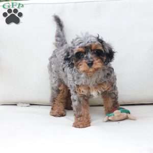 Zara, Cavapoo Puppy