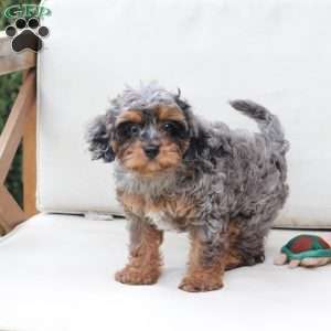 Zara, Cavapoo Puppy