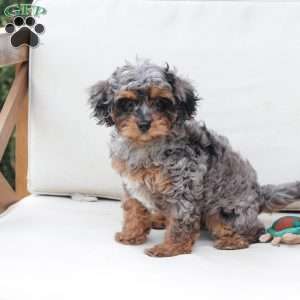 Zara, Cavapoo Puppy