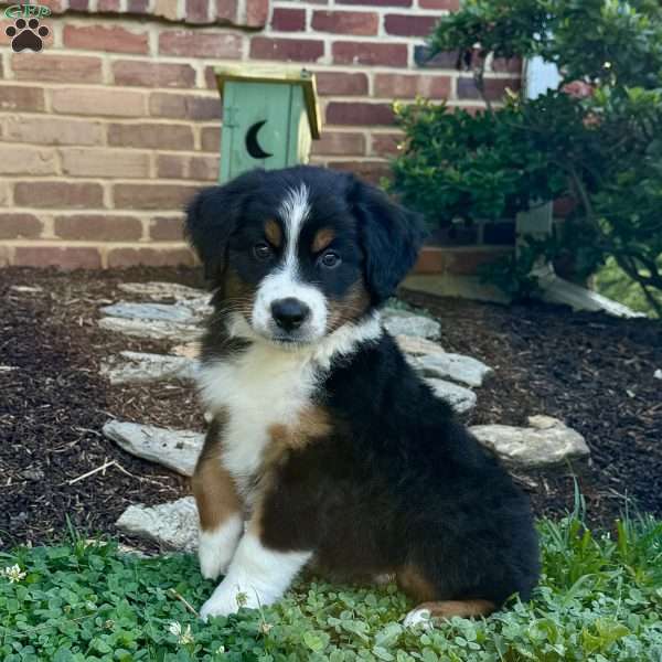 Jax, Miniature Australian Shepherd Puppy