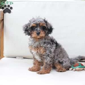 Zara, Cavapoo Puppy