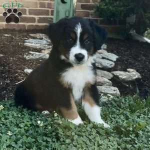 Jax, Miniature Australian Shepherd Puppy