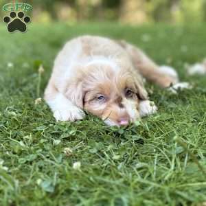 Mitsubishi, Borderdoodle Puppy