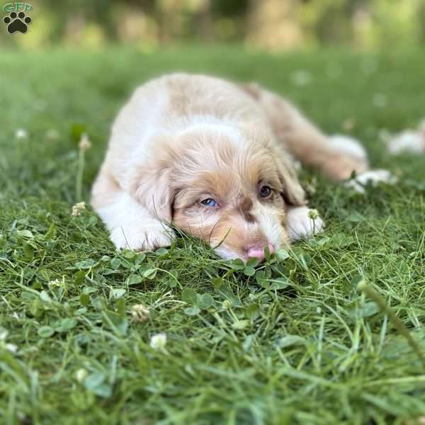 Mitsubishi, Borderdoodle Puppy