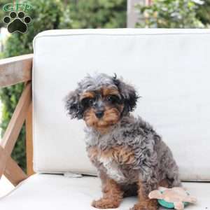 Zara, Cavapoo Puppy