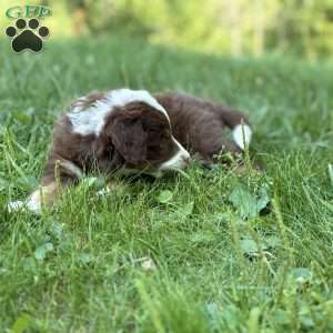 Chevrolet, Borderdoodle Puppy