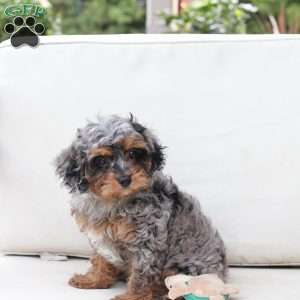 Zara, Cavapoo Puppy