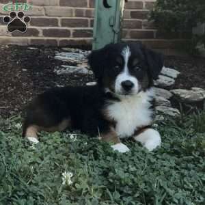 Jax, Miniature Australian Shepherd Puppy