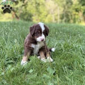 Chevrolet, Borderdoodle Puppy
