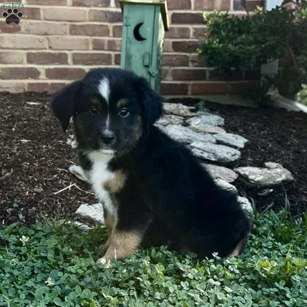 Jimmy, Miniature Australian Shepherd Puppy