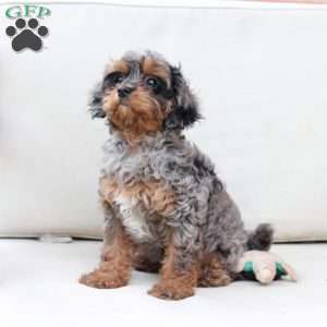 Zara, Cavapoo Puppy