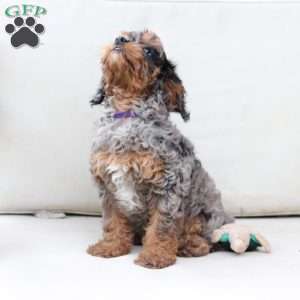 Zara, Cavapoo Puppy
