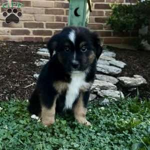 Jimmy, Miniature Australian Shepherd Puppy