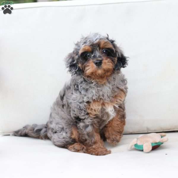 Zara, Cavapoo Puppy