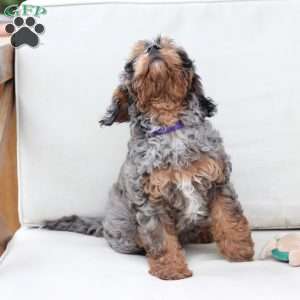 Zara, Cavapoo Puppy