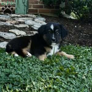 Jimmy, Miniature Australian Shepherd Puppy