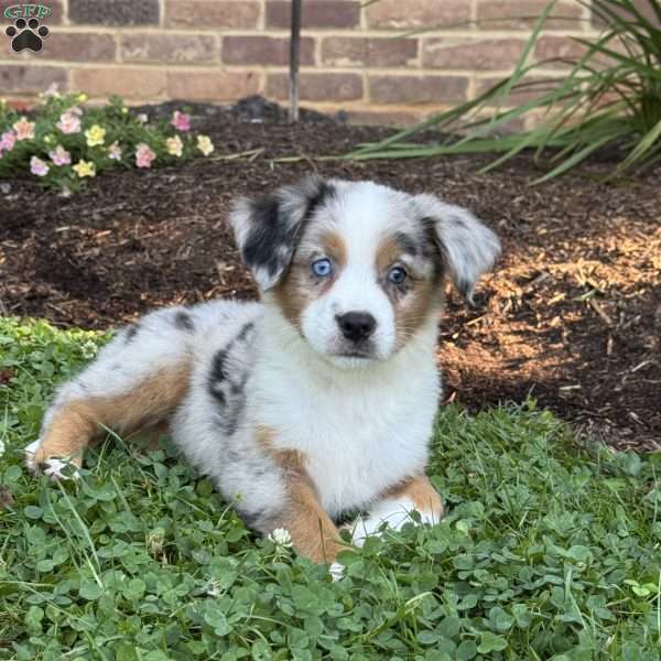 Jewel, Miniature Australian Shepherd Puppy
