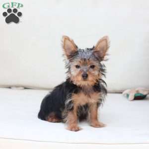Milo, Yorkie Puppy