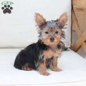 Milo, Yorkie Puppy