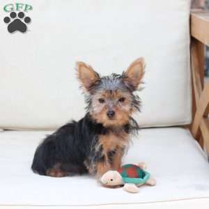 Milo, Yorkie Puppy