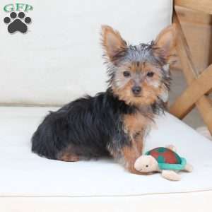 Milo, Yorkie Puppy