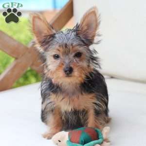 Milo, Yorkie Puppy