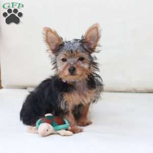 Milo, Yorkie Puppy