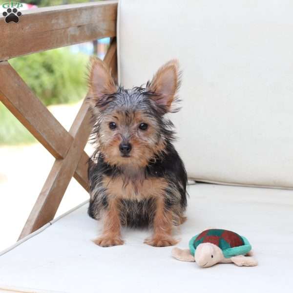 Milo, Yorkie Puppy