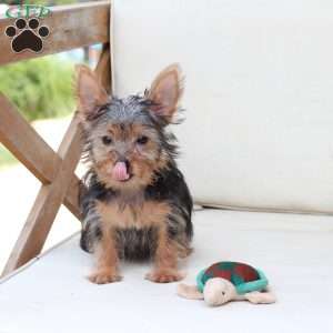 Milo, Yorkie Puppy