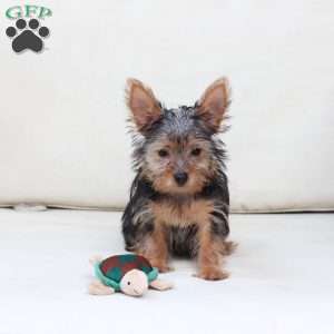 Milo, Yorkie Puppy