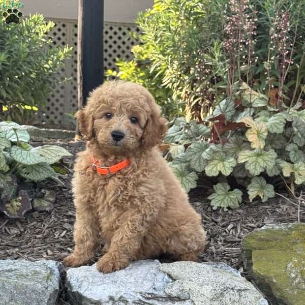 Twinkle, Mini Goldendoodle Puppy