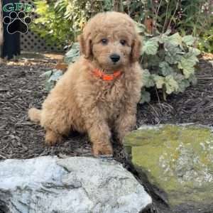 Twinkle, Mini Goldendoodle Puppy