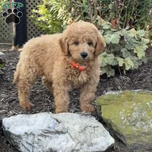 Twinkle, Mini Goldendoodle Puppy